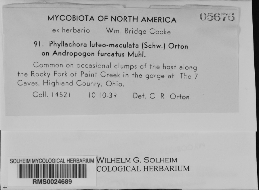 Specimen of Phyllachora luteomaculata (Schwein.) Orton