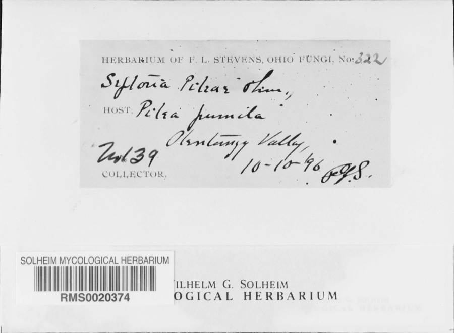 Specimen of Septoria E.M.Fries, 1819