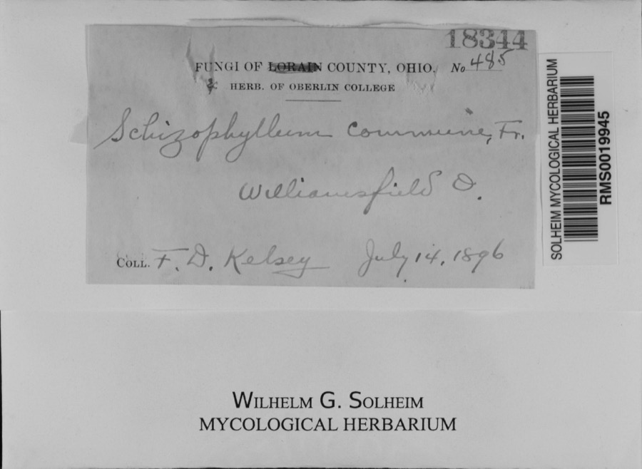 Specimen of Schizophyllum commune Fr.
