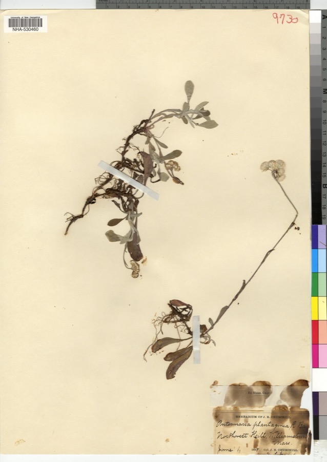 Specimen of Antennaria plantaginifolia (L.) Richardson, 1823
