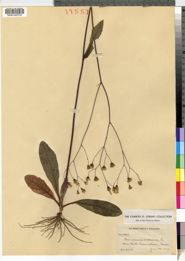 Specimen of Hieracium venosum L.