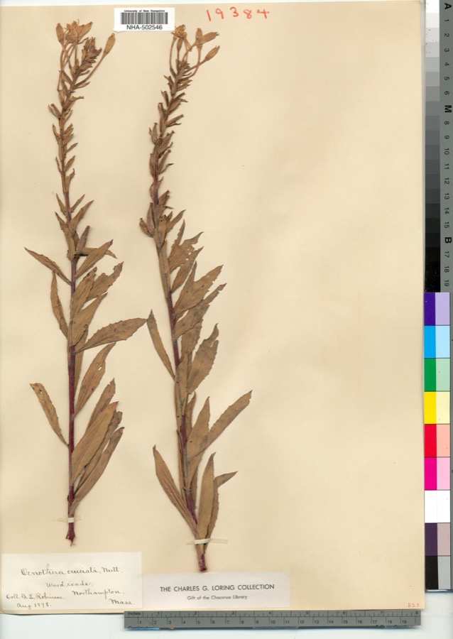 Specimen of Camissonia Link