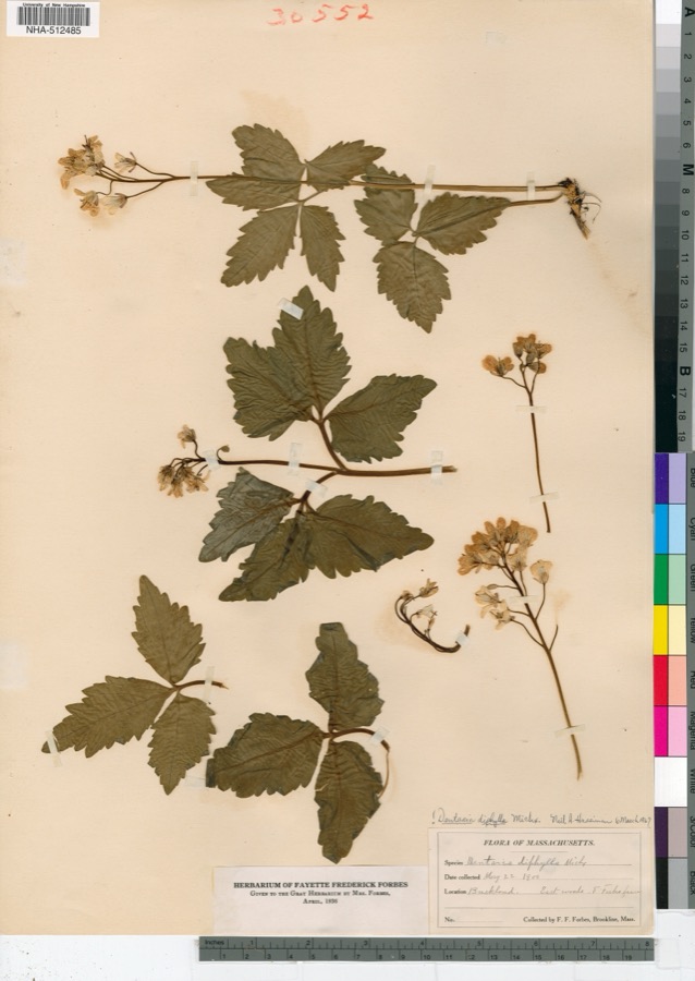 Specimen of Cardamine diphylla (Michx.) A.W.Wood