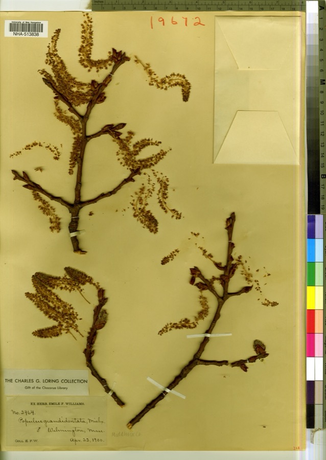 Specimen of Populus grandidentata Michx.