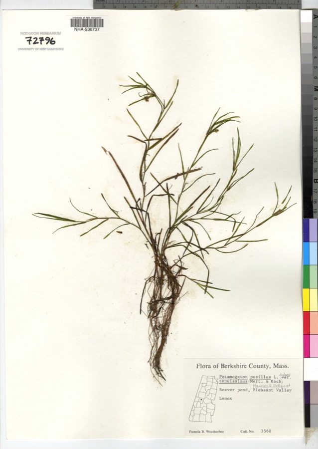 Specimen of Potamogeton pusillus subsp. tenuissimus (Mert. & W.D.J.Koch) K.Richt.