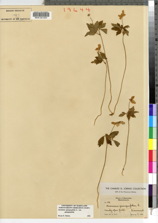 Specimen of Anemone quinquefolia L.