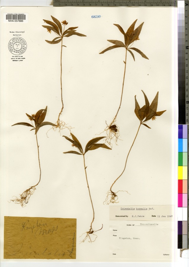 Specimen of Trientalis borealis Raf.