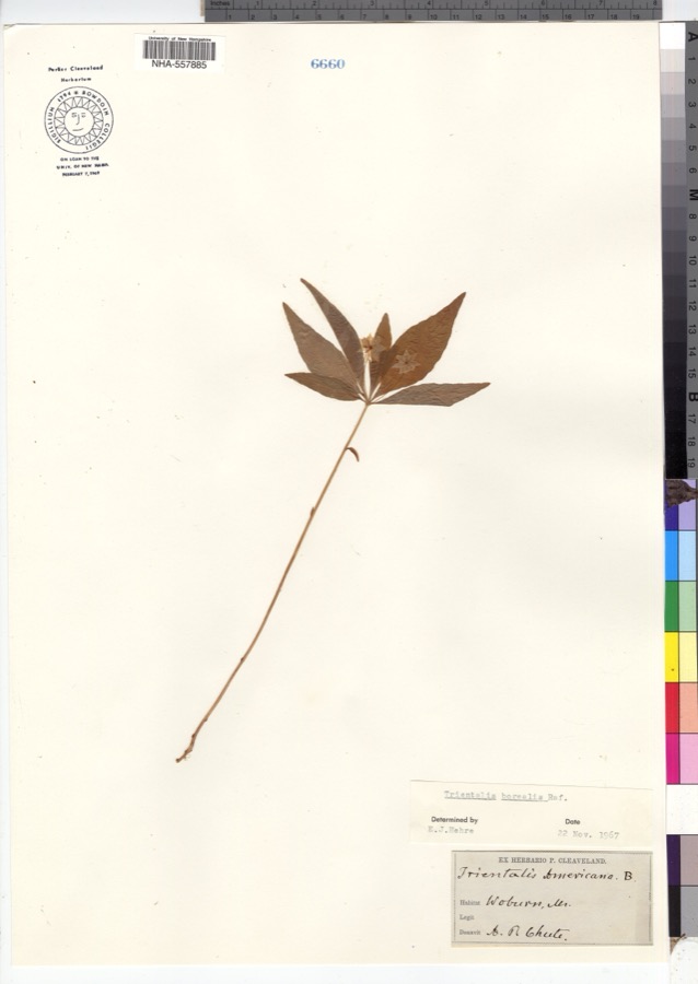 Specimen of Trientalis borealis Raf.