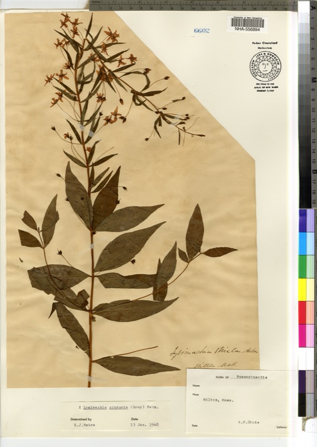 Specimen of Lysimachia × producta (A.Gray) Fernald