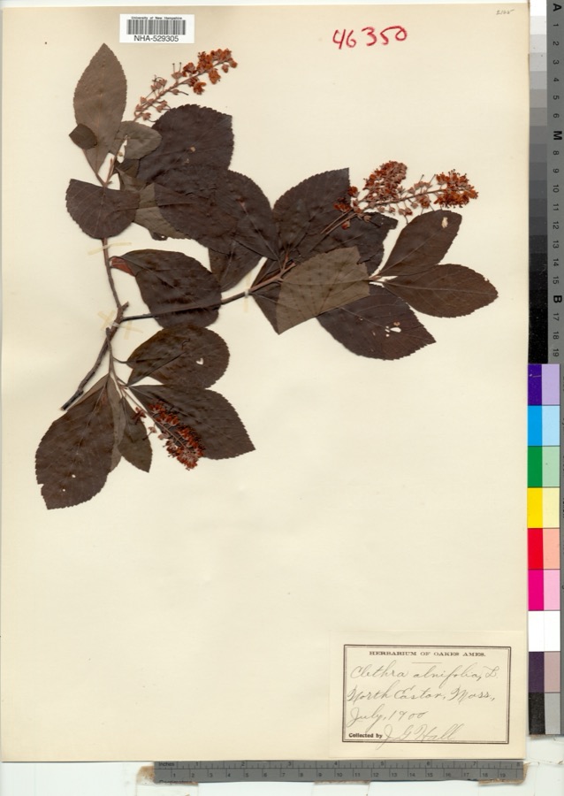 Specimen of Clethra alnifolia L.