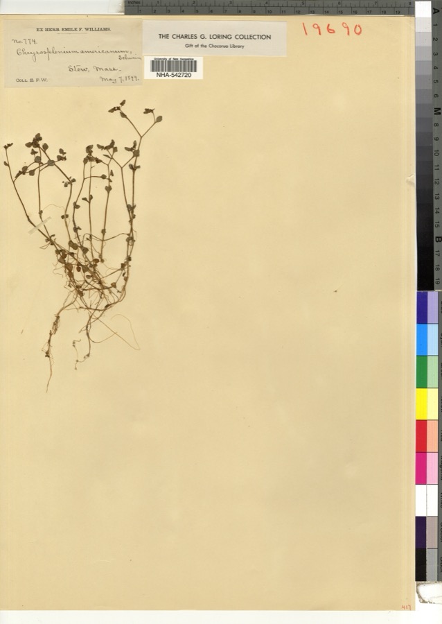 Specimen of Chrysosplenium americanum Schwein. ex Hook.