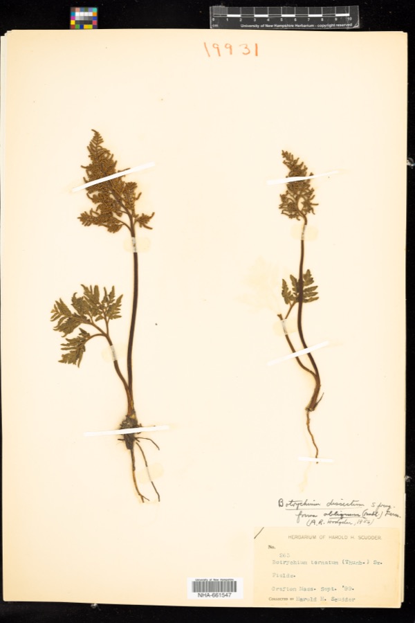 Specimen of Sceptridium dissectum (Spreng.) Lyon