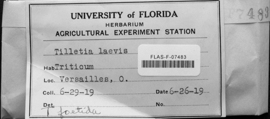 Specimen of Tilletia laevis J.G.Kühn