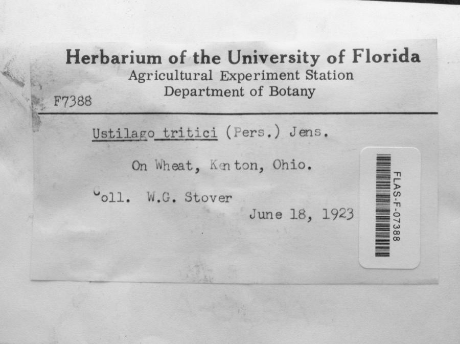 Specimen of Ustilago tritici (Bjerk.) Rostr.