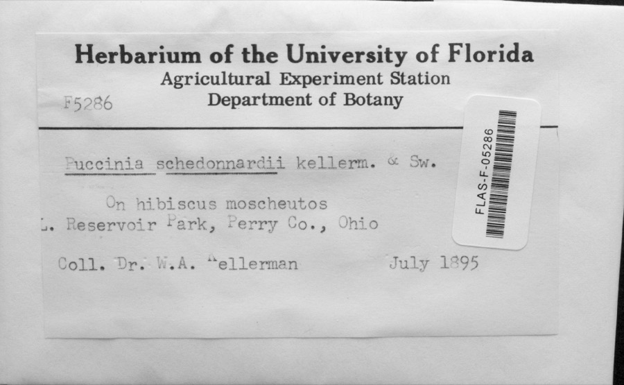 Specimen of Puccinia schedonnardi Kellerm. & Swingle