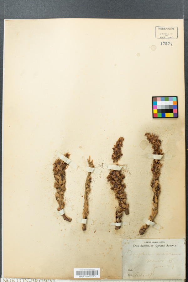 Specimen of Conopholis americana (L.) Wallr.
