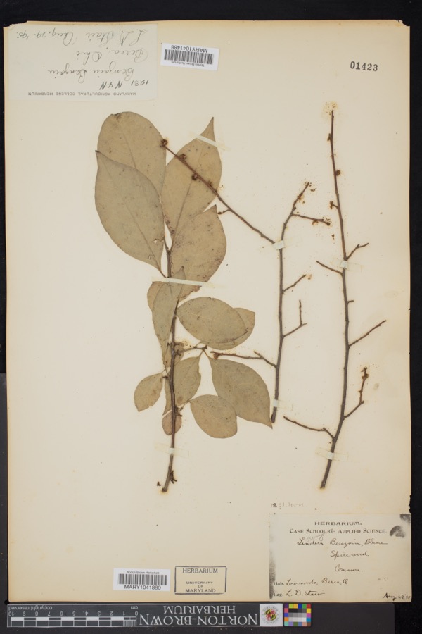 Specimen of Lindera benzoin (L.) Blume