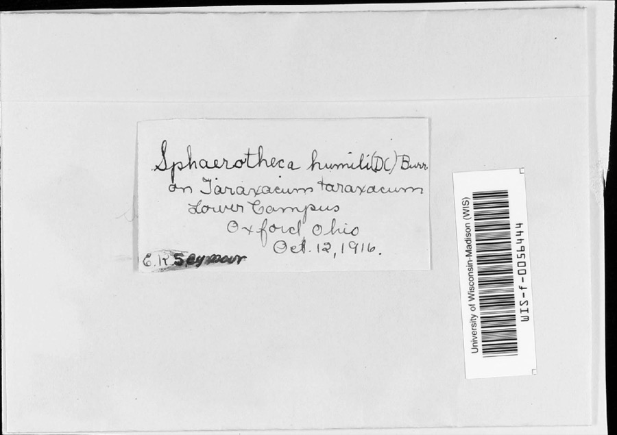 Specimen of Sphaerotheca humuli var. fuliginea (Schltdl.) E.S.Salmon