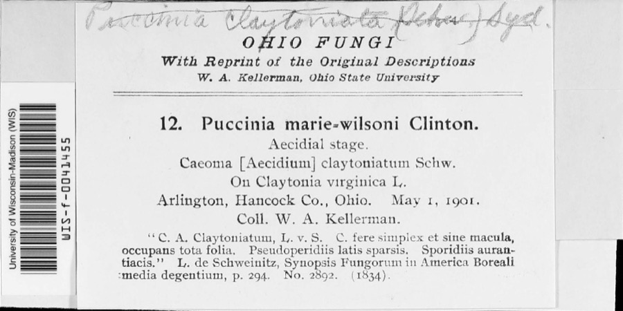 Specimen of Puccinia mariae-wilsoniae Clinton
