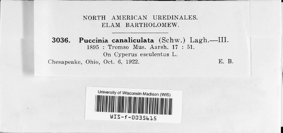 Specimen of Puccinia canaliculata (Schwein.) Lagerh.