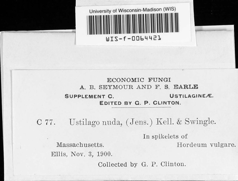 Specimen of Ustilago nuda (C.N.Jensen) Kellerm. & Swingle