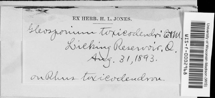 Specimen of Cylindrosporium Grev., 1822