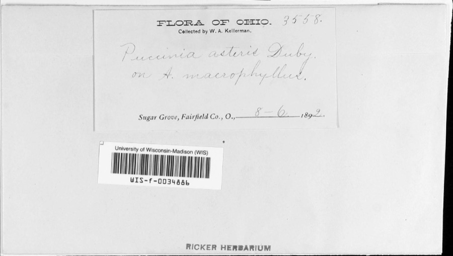 Specimen of Puccinia asteris Duby