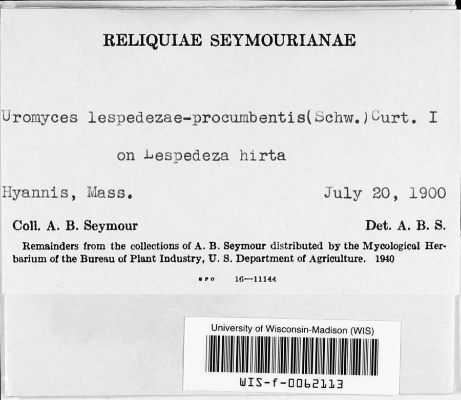 Specimen of Uromyces lespedezae-procumbentis (Schwein.) Lagerh.
