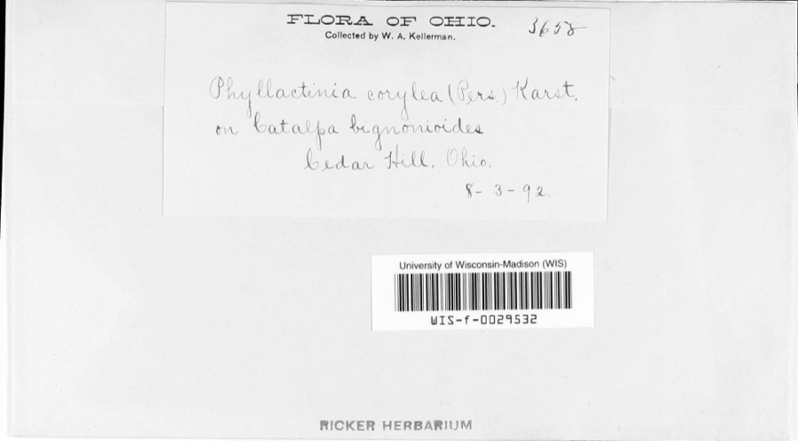 Specimen of Phyllactinia corylea (Pers.) P.Karst.