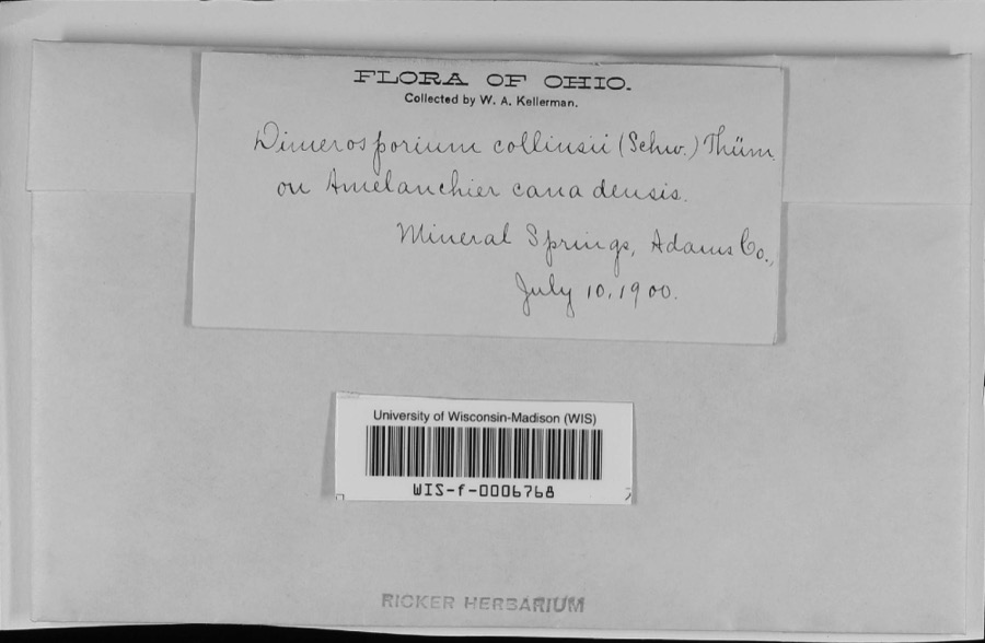 Specimen of Apiosporina collinsii (Schwein.) Höhn.