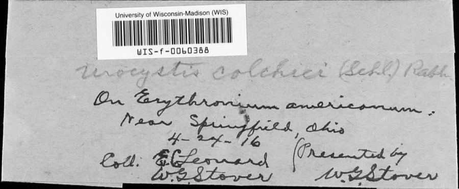 Specimen of Urocystis colchici (Schltdl.) Rabenh.