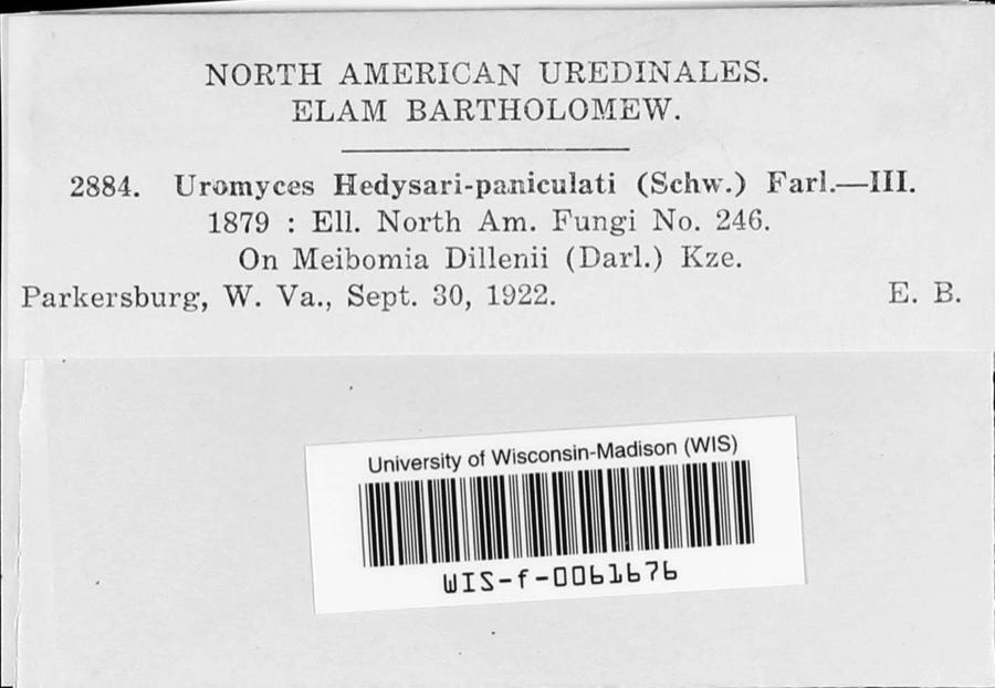 Specimen of Uromyces hedysari-paniculati (Schwein.) Farl.