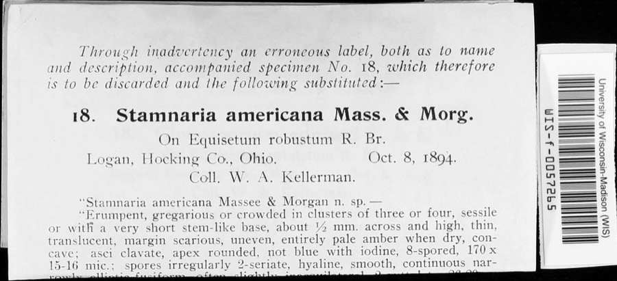 Specimen of Stamnaria americana Massee & Morgan