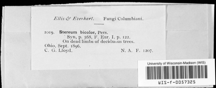 Specimen of Stereum bicolor (Pers.) Fr.