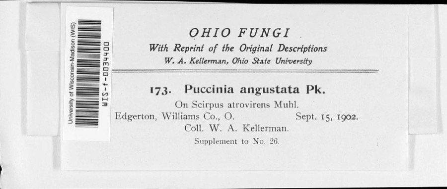 Specimen of Puccinia angustata Peck