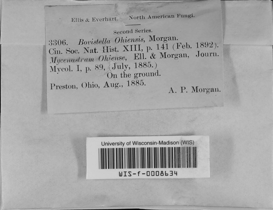 Specimen of Bovistella Morgan