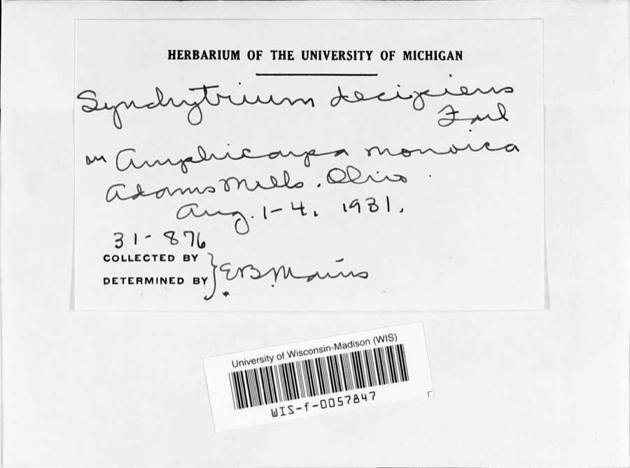 Specimen of Synchytrium decipiens (Farl.) Farl.