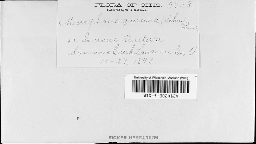 Specimen of Microsphaera alni (DC.) G.Winter