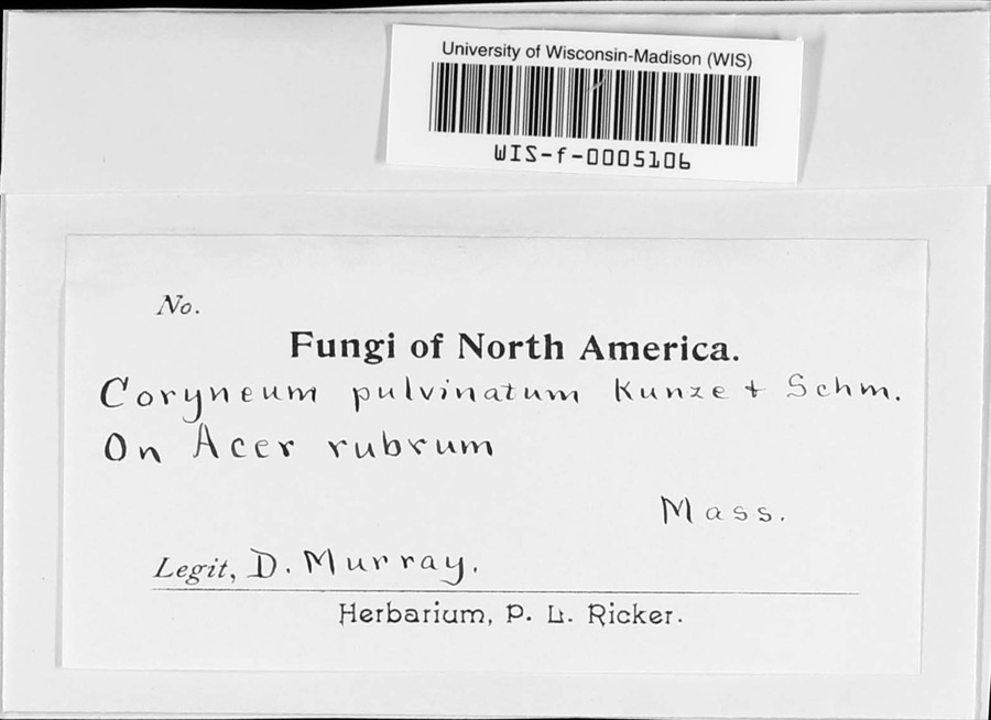 Specimen of Coryneum pulvinatum Kunze