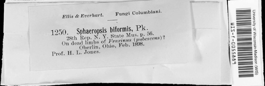 Specimen of Sphaeropsis Sacc.