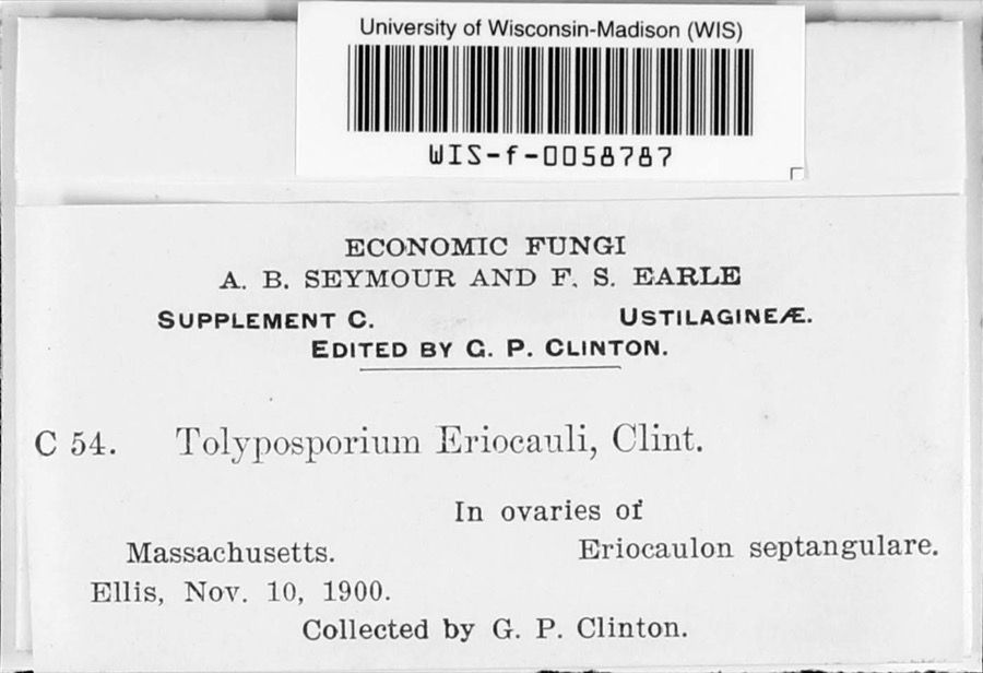 Specimen of Tolyposporium eriocauli G.P.Clinton