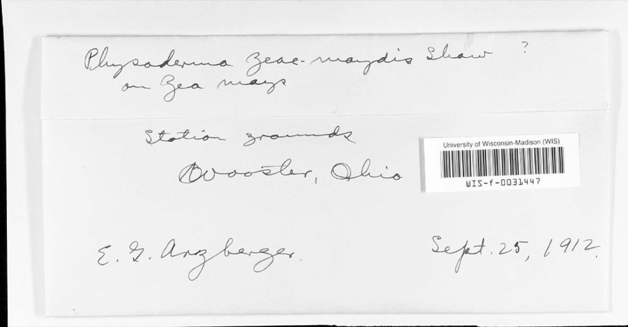 Specimen of Physoderma zeae-maydis F.J.F.Shaw