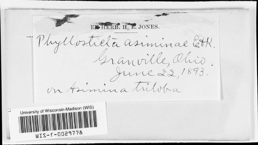 Specimen of Phyllosticta Pers., 1818