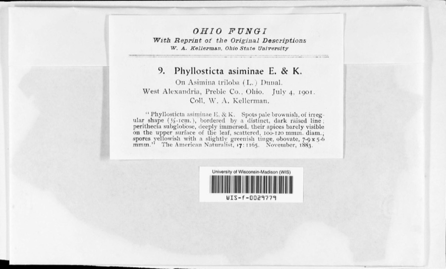 Specimen of Phyllosticta Pers., 1818