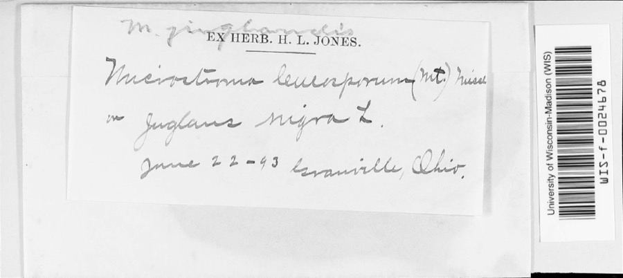 Specimen of Microstroma juglandis (Bérenger) Sacc.