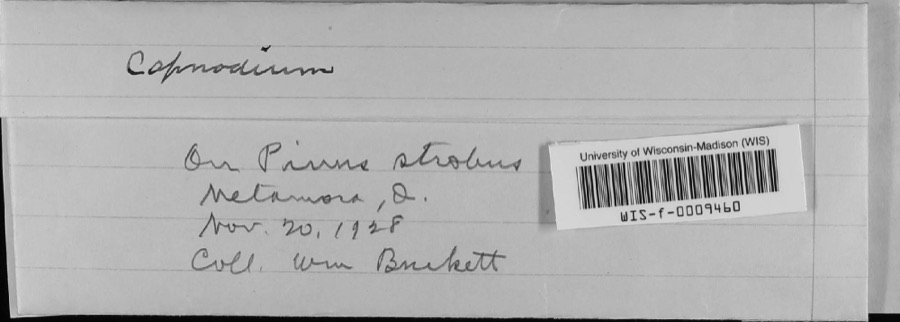Specimen of Capnodium Mont., 1849