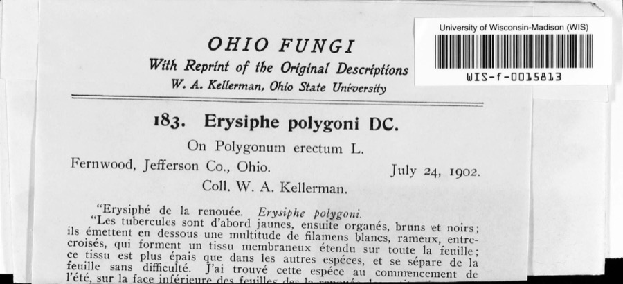 Specimen of Erysiphe polygoni DC.