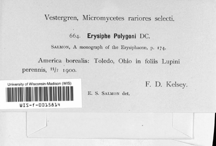 Specimen of Erysiphe polygoni DC.