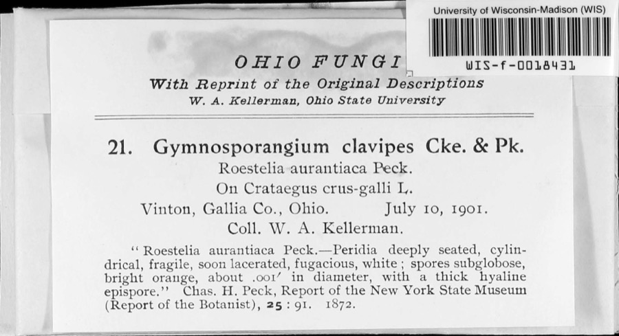 Specimen of Gymnosporangium clavipes Cooke & Peck