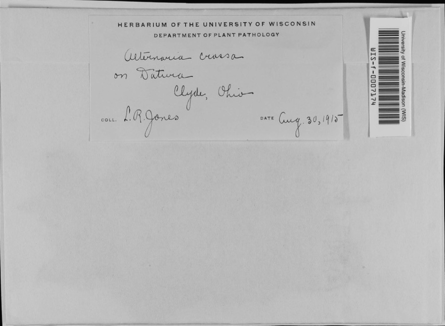 Specimen of Alternaria crassa (Sacc.) Rands